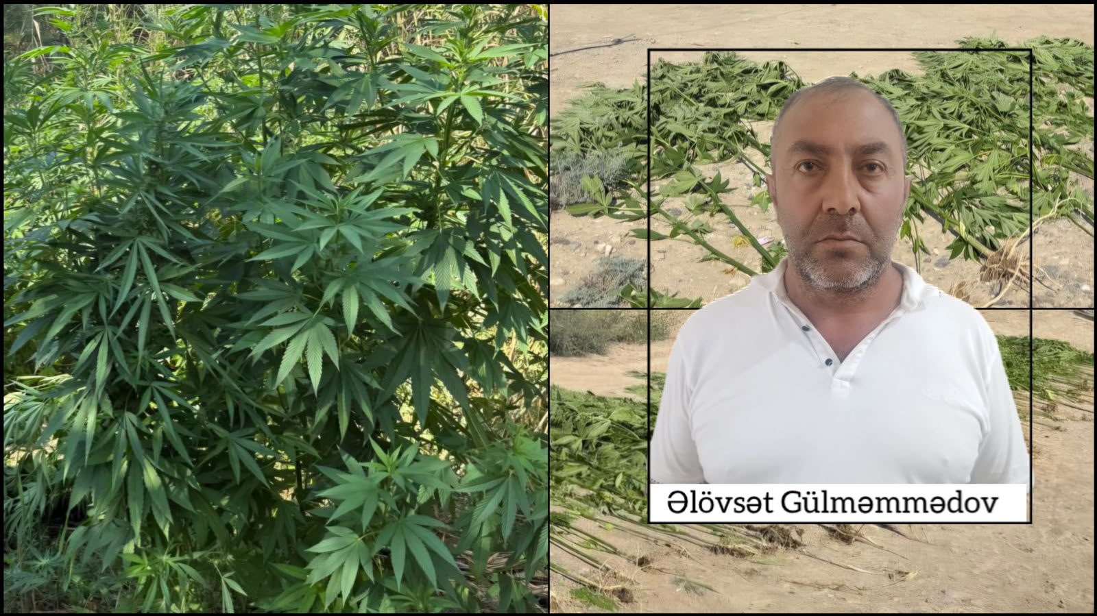 Ağcabədidə çətənə bitkiləri aşkarlandı – həbs olunan var